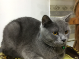 British Shorthair 1 Yaşında