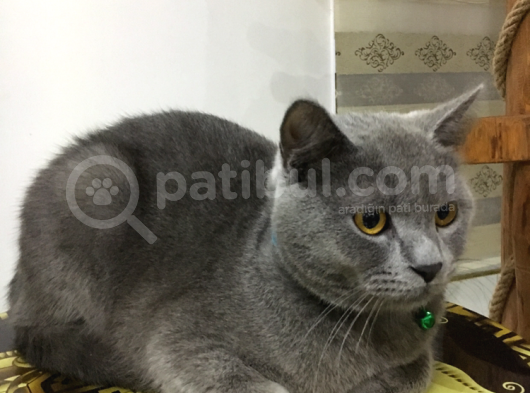 British Shorthair 1 Yaşında görsel