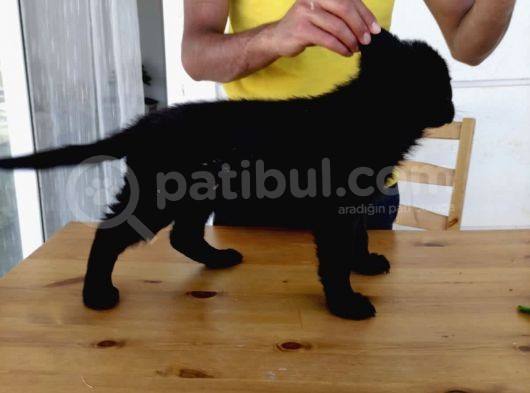 Safkan Solid Black Alman Kurdu görsel