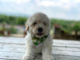Tatlı Maltipoo Yavrularımız
