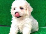 2.5 Aylık Dişi Maltipoo Yavrumuz