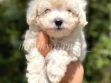 Terrier Değil Safkan Maltipoo Arayanlara