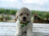 Tatlı Maltipoo Yavrularımız