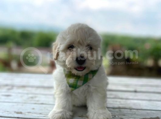 Tatlı Maltipoo Yavrularımız görsel