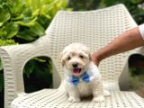 Tatlı Maltipoo Yavrularımız