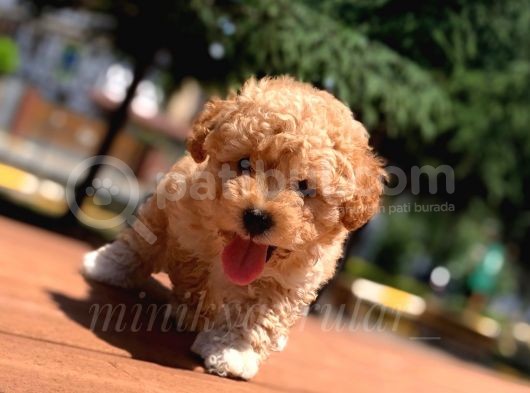 Irkının En İyisi Safkan Toy Poodle Yavrumuz