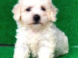 2.5 Aylık Dişi Maltipoo Yavrumuz