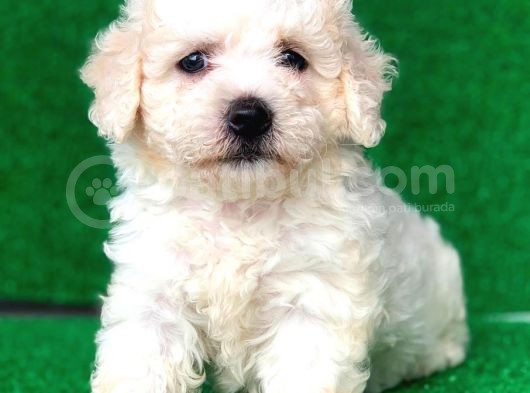 2.5 Aylık Dişi Maltipoo Yavrumuz görsel