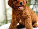 Safkan Irk Garantili Toy Poodle Yavrularimiz