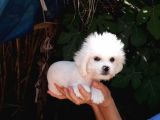 3 Aylık Maltese Terrier