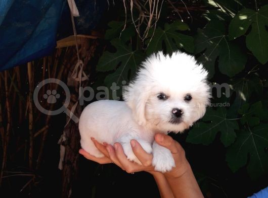 3 Aylık Maltese Terrier görsel