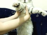 Oyuncu Uslu Kedi