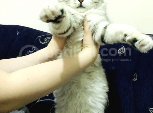 Oyuncu Uslu Kedi