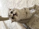 Silver Scottish Fold Yavrum Yeni Yuvasını Bekliyor