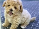 Safkan A Kalite Toy Poodle Yavrularimiz