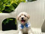Tatlı Maltipoo Yavrularımız