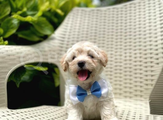Tatlı Maltipoo Yavrularımız görsel