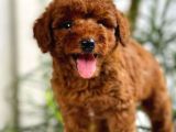 Safkan Irk Garantili Toy Poodle Yavrularimiz