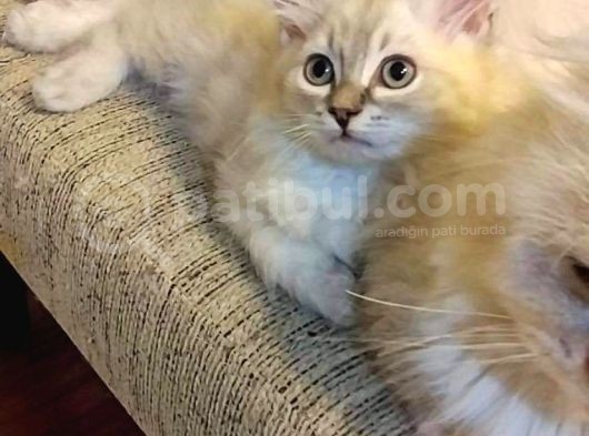 Çikolata Point Lynx Point Brtish Longhair görsel