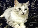 Oyuncu Uslu Kedi