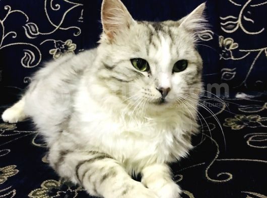 Oyuncu Uslu Kedi görsel