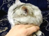 Oyuncu Uslu Kedi