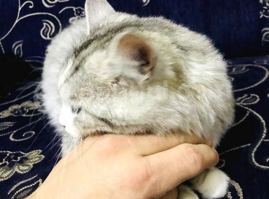 Oyuncu Uslu Kedi görsel