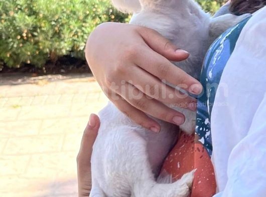 3 Aylık Maltese Terrier
