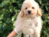 Toy Poodle Yavrular  ( Red,Red Brown,Apricot,Silver,Siyah)
