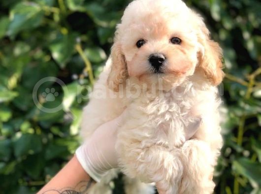 Toy Poodle Yavrular  ( Red,Red Brown,Apricot,Silver,Siyah) görsel