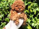 Toy Poodle Yavrular  ( Red,Red Brown,Apricot,Silver,Siyah)