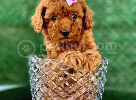 Toy Poodle Yavrular  ( Red,Red Brown,Apricot,Silver,Siyah) görsel