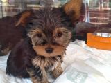 Safkan Yorkshire Terrier Cup Bebekler