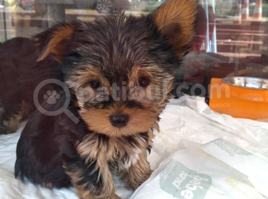 Safkan Yorkshire Terrier Cup Bebekler görsel