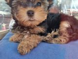 Safkan Yorkshire Terrier Cup Bebekler
