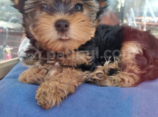 Safkan Yorkshire Terrier Cup Bebekler görsel