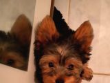 Safkan Yorkshire Terrier Cup Bebekler