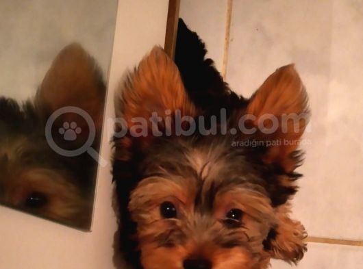 Safkan Yorkshire Terrier Cup Bebekler