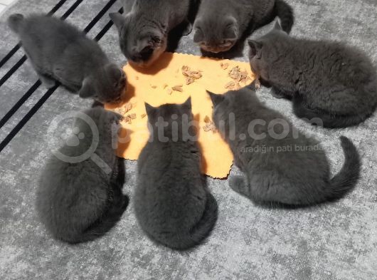 Anne Altından Scottish Fold Ve British Shorthair Yavrular görsel