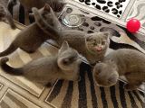 Anne Altından Scottish Fold Ve British Shorthair Yavrular