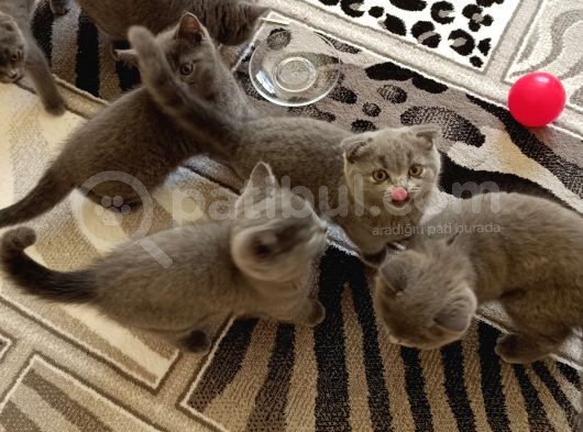 Anne Altından Scottish Fold Ve British Shorthair Yavrular görsel