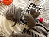 Anne Altından Scottish Fold Ve British Shorthair Yavrular