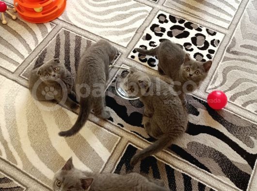 Anne Altından Scottish Fold Ve British Shorthair Yavrular