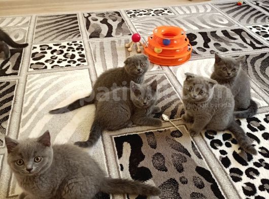 Anne Altından Scottish Fold Ve British Shorthair Yavrular görsel