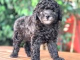 Silver Toy Poodle Yavrular