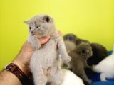 British Shorthair Yavruları