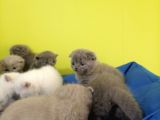 British Shorthair Yavruları