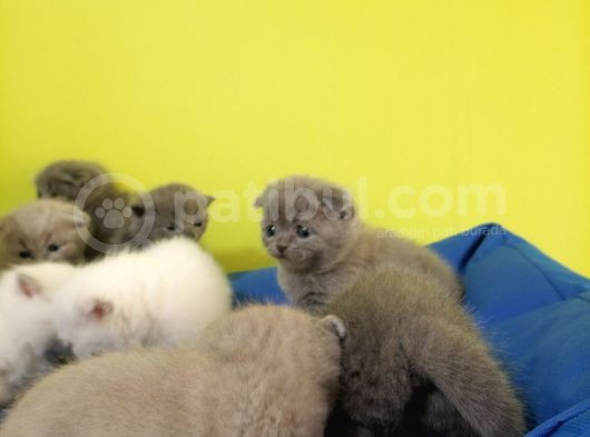 British Shorthair Yavruları görsel