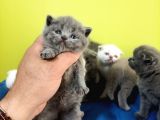 British Shorthair Yavruları