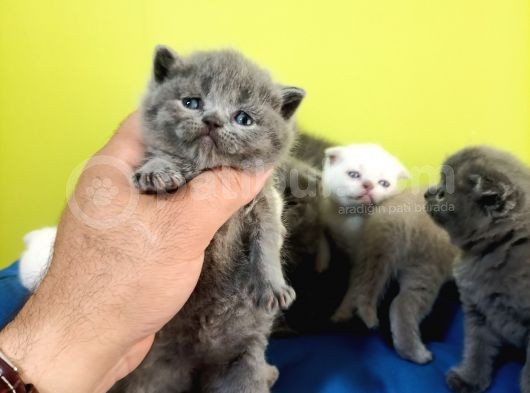 British Shorthair Yavruları görsel